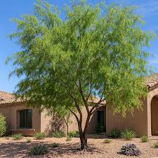 Thornless Honey Mesquite - 36 Gallon