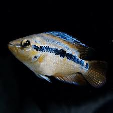 Assorted African and American Cichlids