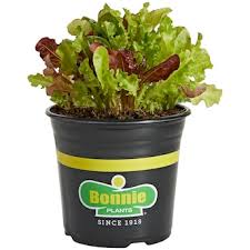 Bonnie 1 Gallon Veggie - 1 Gallon - #197