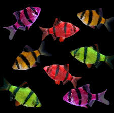 GloFish® Assorted Barb - #31362