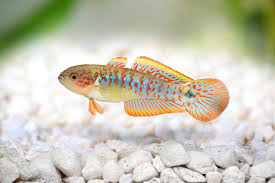 Fish Peacock Gudgeon - #32199