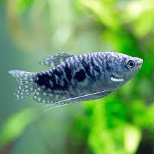 Fish Gourami Assorted - #32220