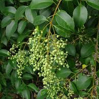 Privet 'Glossy' Tree Std - 5 Gallon - #20653