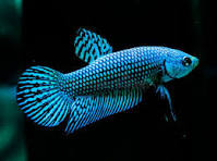 Betta Alien - Assorted - Male - #31669