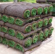 Palmetto St. Augustine Sod - By the Square Foot - Special Order