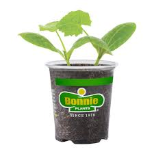 4.5" Bonnie Veggies and Fruits - #32059