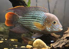 Green Terror Cichlid Fish