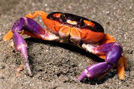 Crab Halloween - #28957