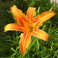 Daylily 'Assorted' - 5 Gallon - #2588