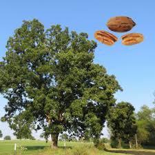 Pawnee Pecan - 7 Gallon - #32730