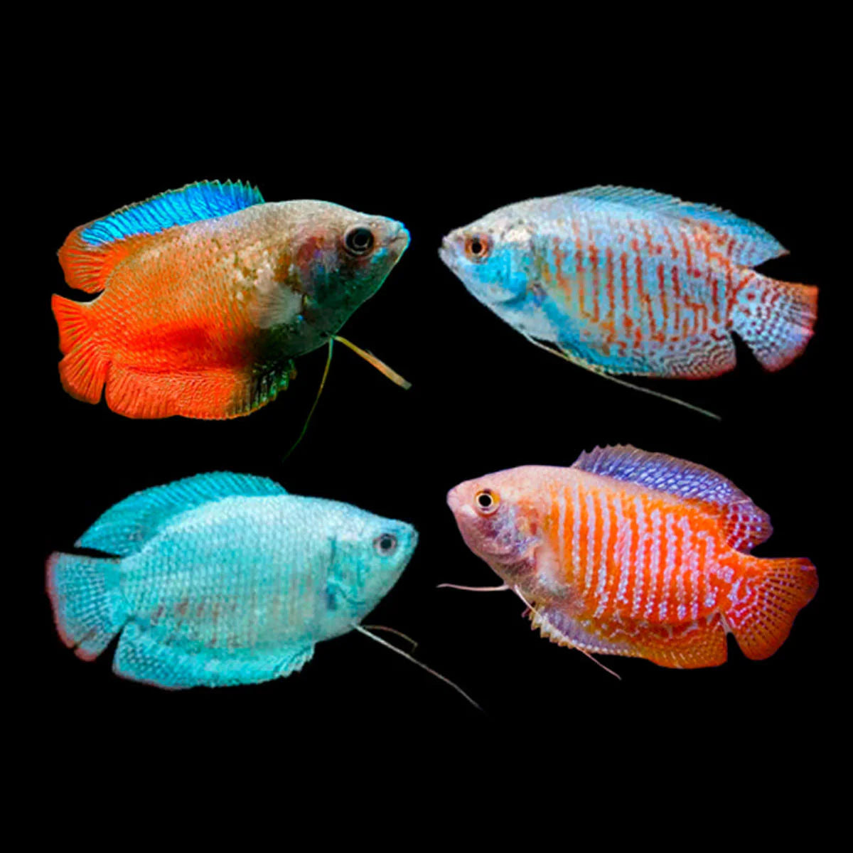 Fish Dwarf Gourami Assorted - #31841