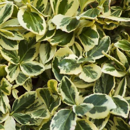 Silver King Euonymus - 5 Gallon - #14400