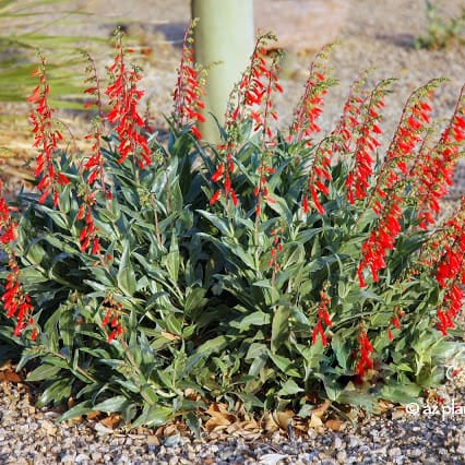Penstemon 'Firecracker' - 1 Gallon - #382