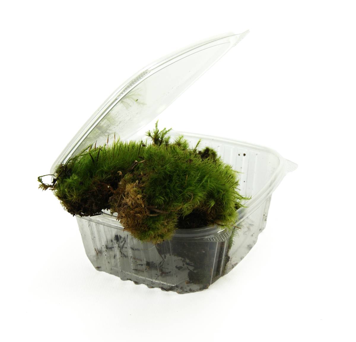 Fresh Mood Moss - Small - Josh's Frogs - #32346