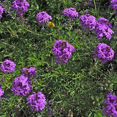 Purple Moss Verbena - 1 Gallon - #4407