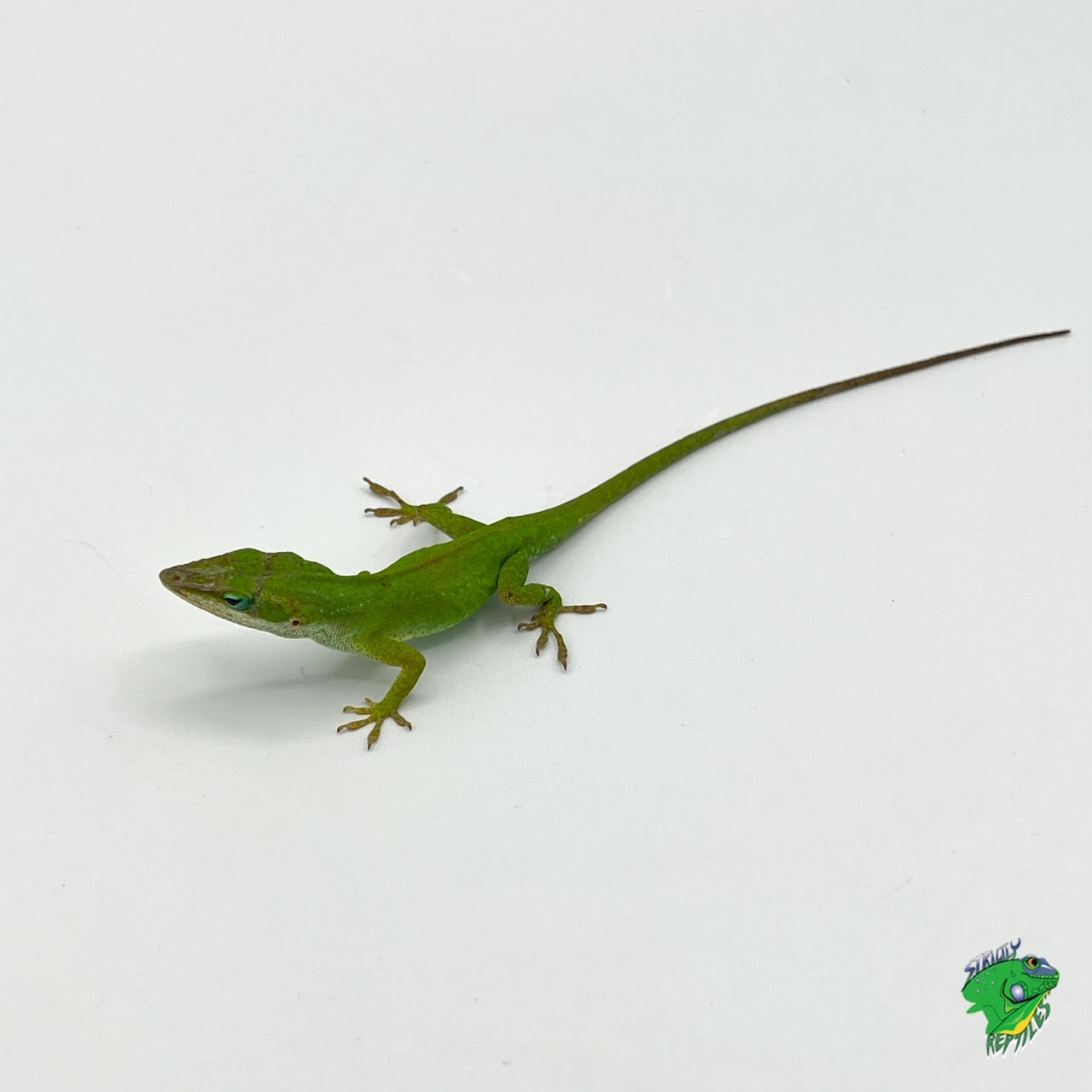 Green Anole - #27886