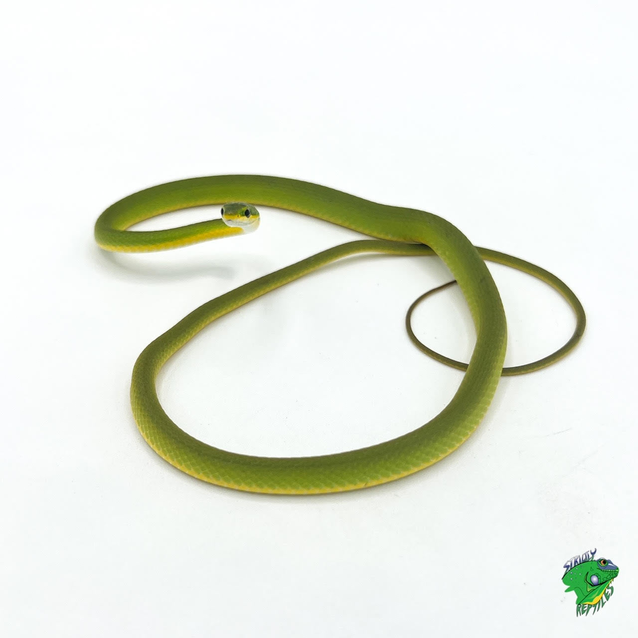 Florida Green Snake - #33042