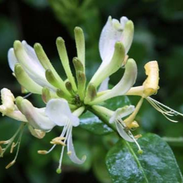 Honeysuckle 'Soft Leafed' - 1 Gallon - #31917
