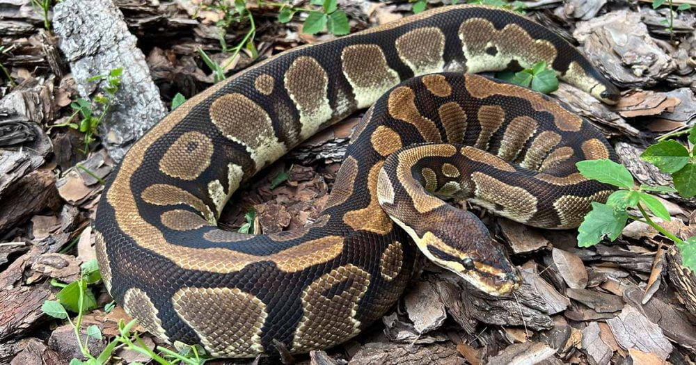 Normal Ball Python - #28729