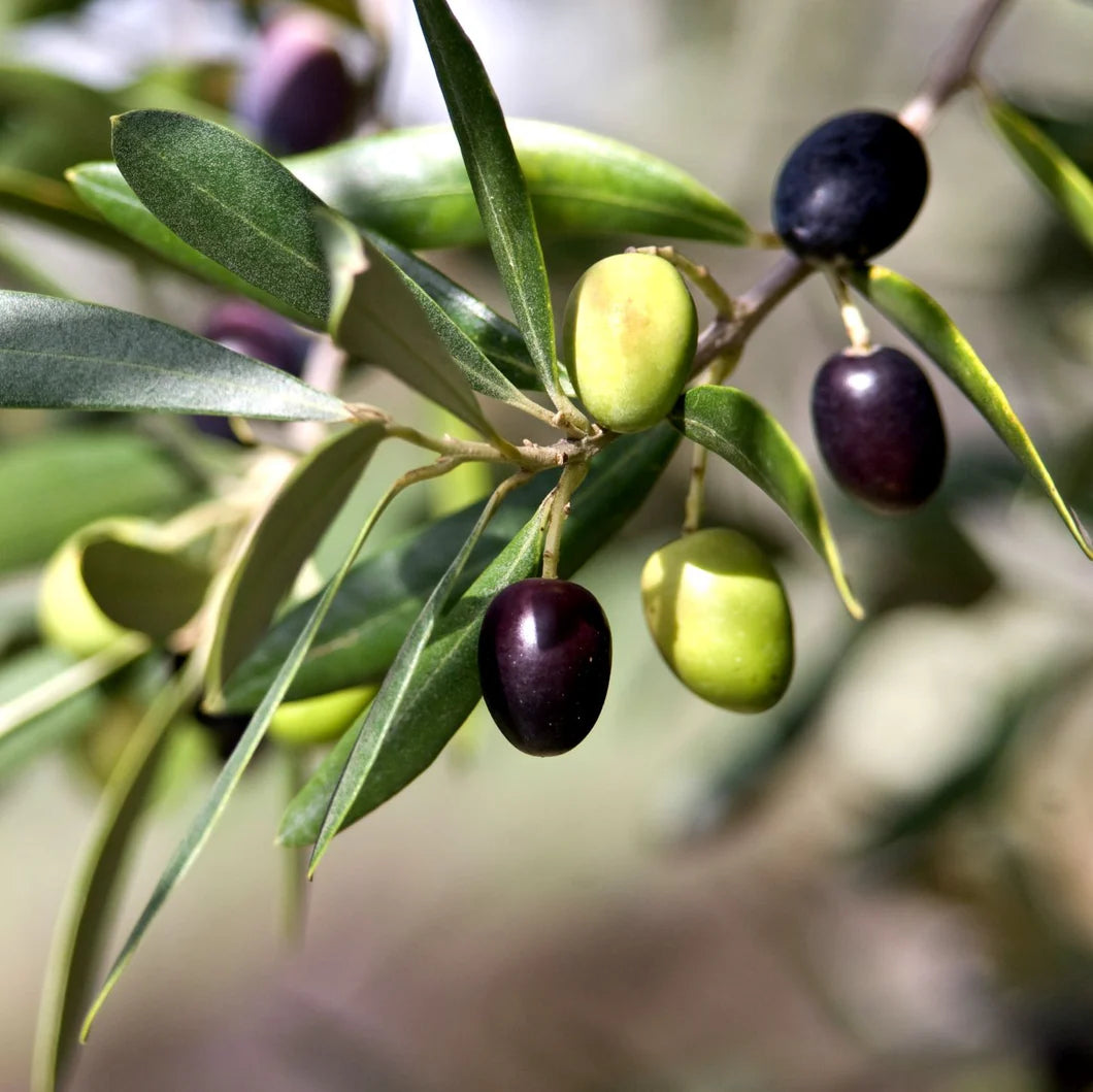 Fruiting Manzanillo Olive - 2024 - Grow Bag - #31688