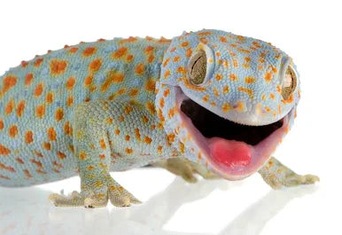Gecko Tokay - Baby to Big Baby - #32548
