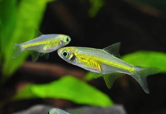 Fish Green Neon Rasbora - #32222