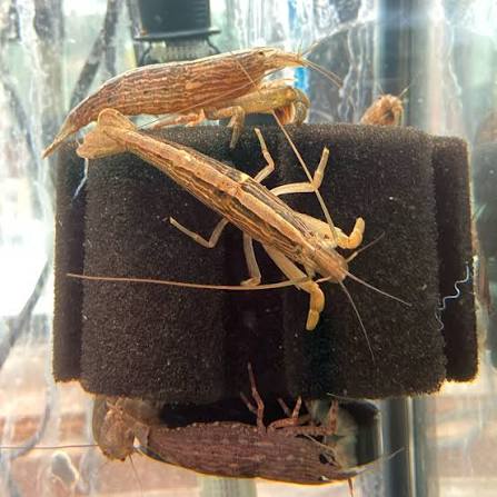 Assorted Bamboo Shrimp