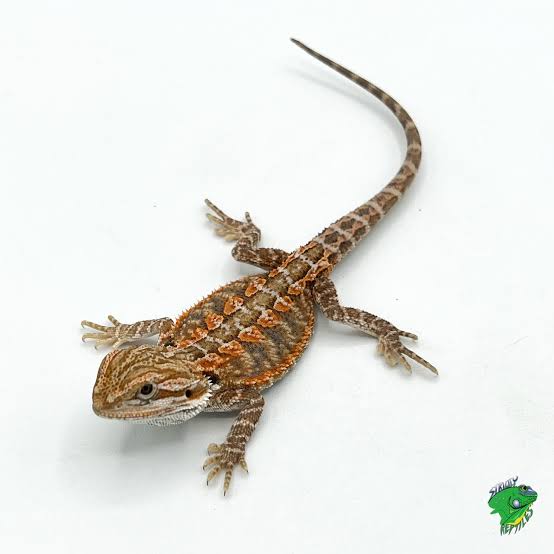 Assorted Fancy Bearded Dragon - #28338