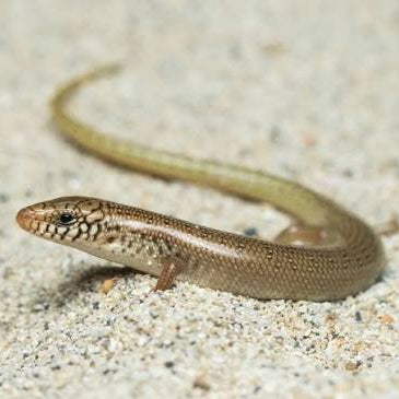 Bronze Ocellated Skink - #33053