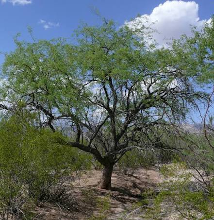Arizona Native Velvet Mesquite - 15 Gallon - #662