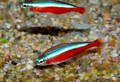 Cardinal Tetra Fish - #32716