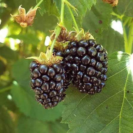 Black Satin Thornless Blackberry - 5 Gallon - #31146