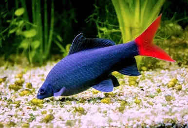 Red Tail Shark - #32865