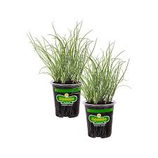 Bonnie Plastic Pot Herbs - 4.5" - #24531