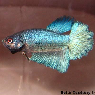 Fish Betta Assorted