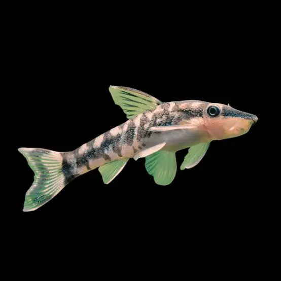 Dwarf Sucker Catfish - Otocinclus - #32873