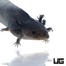 Axolotl Melanoid - #28256