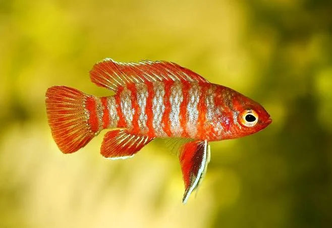 Scarlet Badis Fish - #32717