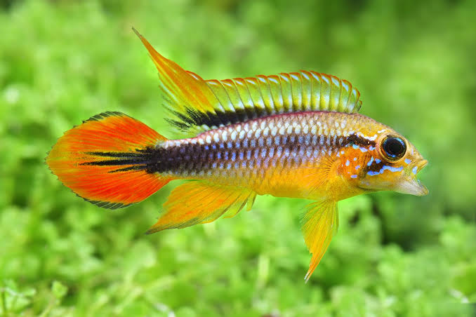 Agassizzi's Dwarf Cichlid - Assorted Apisto - #33303