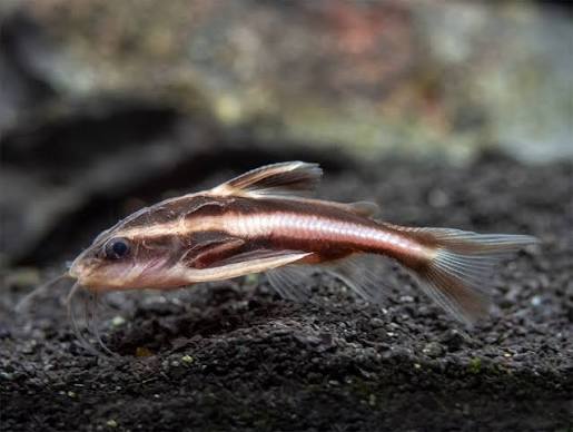 Striped Raphael Catfish