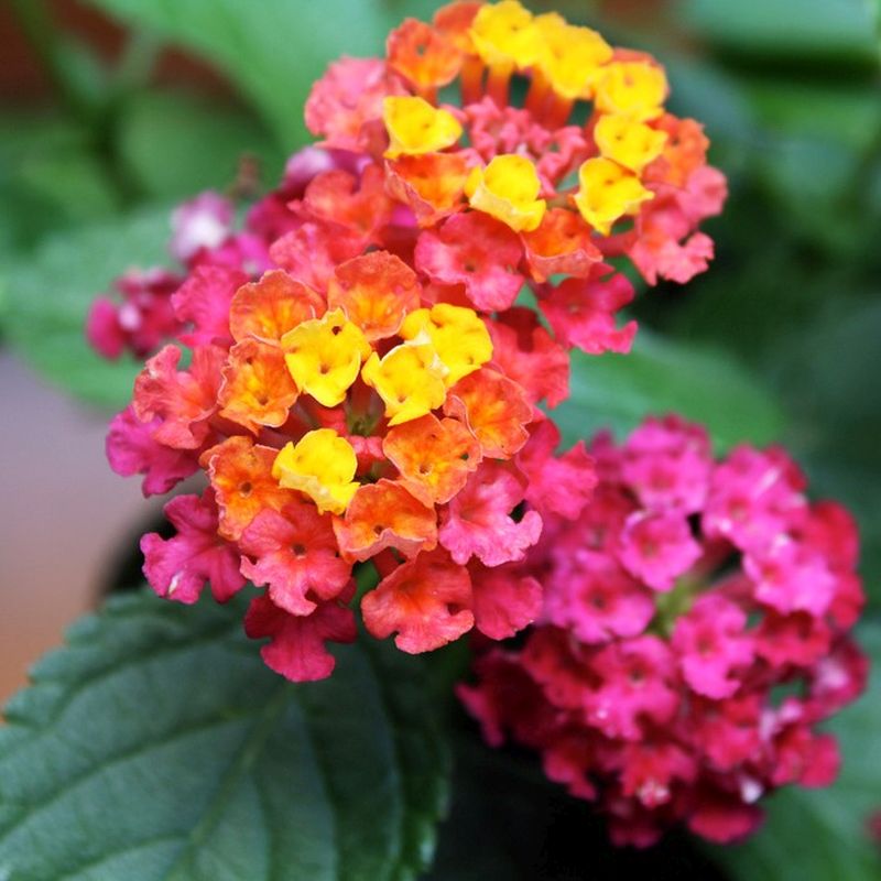 Irene Lantana - 1 Gallon - #930