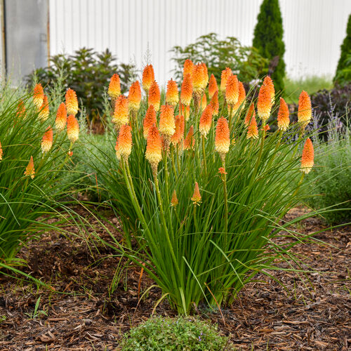 Red Hot Poker Plant - 1 Gallon - #32936