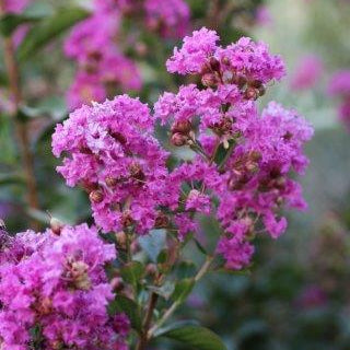 Zuni Crape Myrtle Tree - Single Trunk - 24" Box - #28321