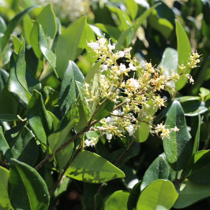 Japanese Privet Shrub - 5 Gallon - #8946