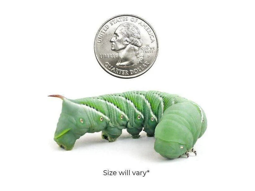Hornworms 12 Count - Large - Mixed - #30506