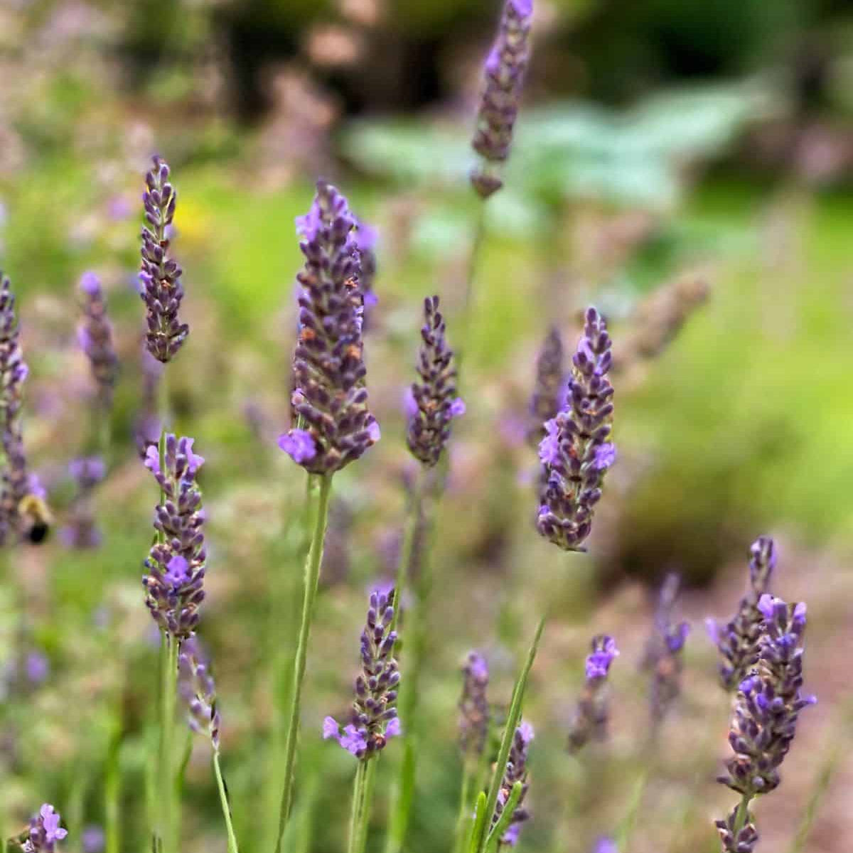 Lavender 'English' - 1 Gallon - #26400