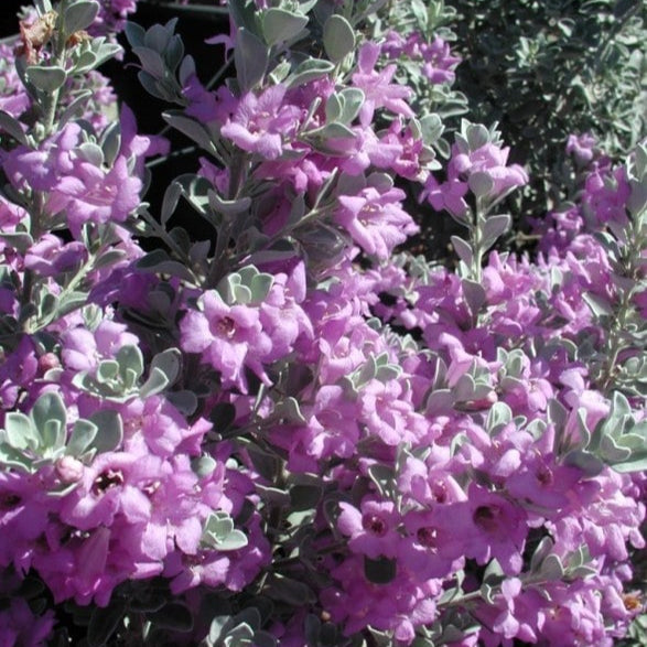 Sage Texas 'Ranger Compact' - 5 Gallon - #2925