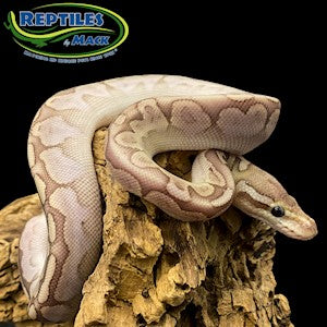 Bamboo Ball Python - #32383