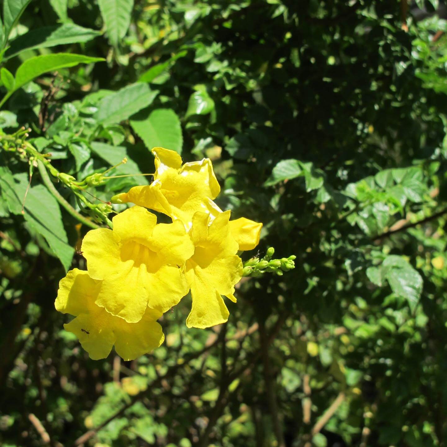 Yellow Cat Claw Vine - Staked - 5 Gallon - #572
