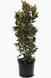 Plant Rental 15 Gallon - #4165